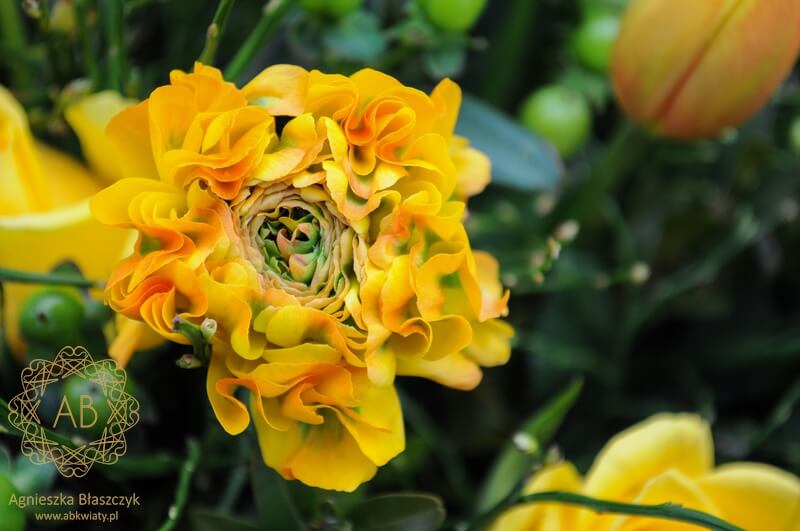 Bukiet kwiatów dostawa Kraków żółto-zielony jaskry tulipany róże dziurawiec Agnieszka Błaszczyk abkwiaty